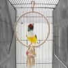 Bird Swing Toy Multifunctional Bite Resistant Exquisite Pet Circle Ring Climbing Toy for Cockatiel