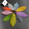 10Pcs Natural Magnolia Skeleton Leaf Leaves Card Scrapbook White Festive Party Supplies Wedding Home Decoration
