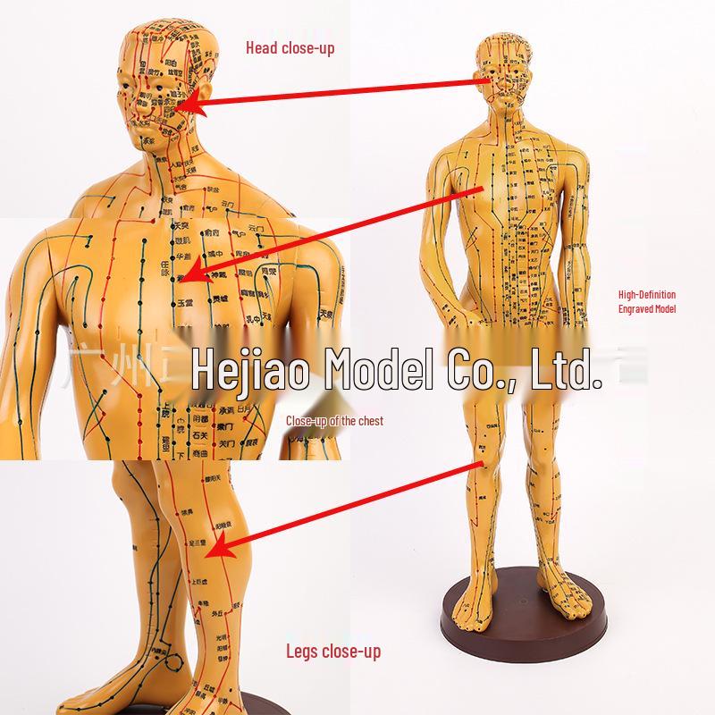 50cm Meridian Bronze Human Body Model with Acupuncture Points 50CM
