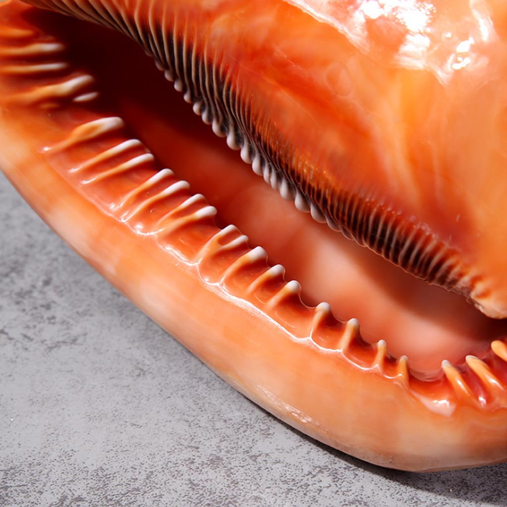 Natural Pink Shell Conch Coral Sea Snail - Decorative Snail Shells In Many Sizes, Small And Medium Large Beautiful Snail Shells I.1020817749 - Foto 13