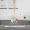 Anatomical Spine Teaching Model Sturdy for Classrooms, Teachers