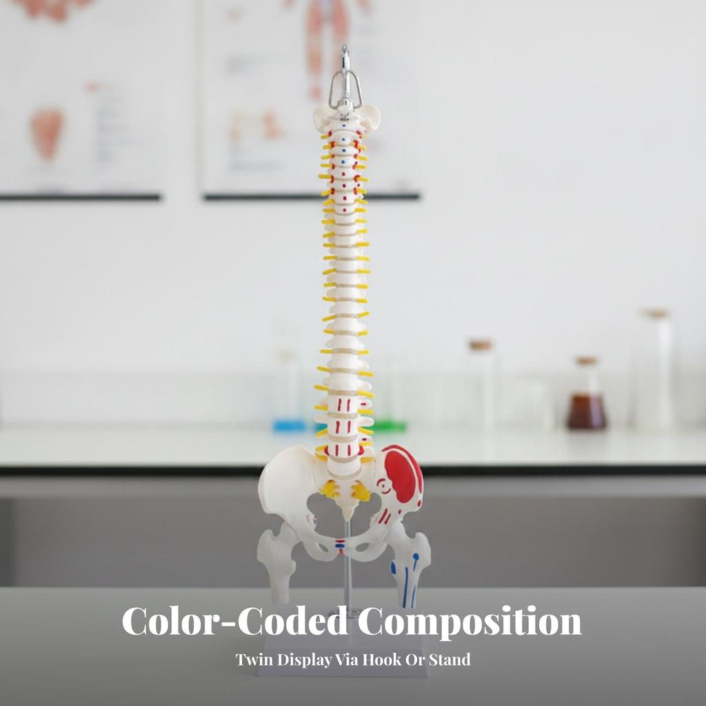 Anatomical Spine Teaching Model Sturdy for Classrooms, Teachers