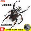 Spiders Dragonfly Gogga Model Realistic Scarab Toy for Kids and Collectors Toy Decorative Collection Gift