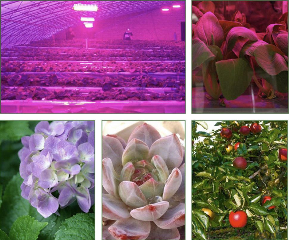 LED COB Lodine Tungsten Spectrum LED Grow Pink 380-840nm 100W 50W AC 220V  Led IC Plant Lights Fllood Light Vegetable Plan