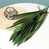 5/7/10 Real Touch Artificial Orchid Leaf Silicon Feel Leafs Butterfly Orchid Flower Home Decorative Grass Arrangements Plant