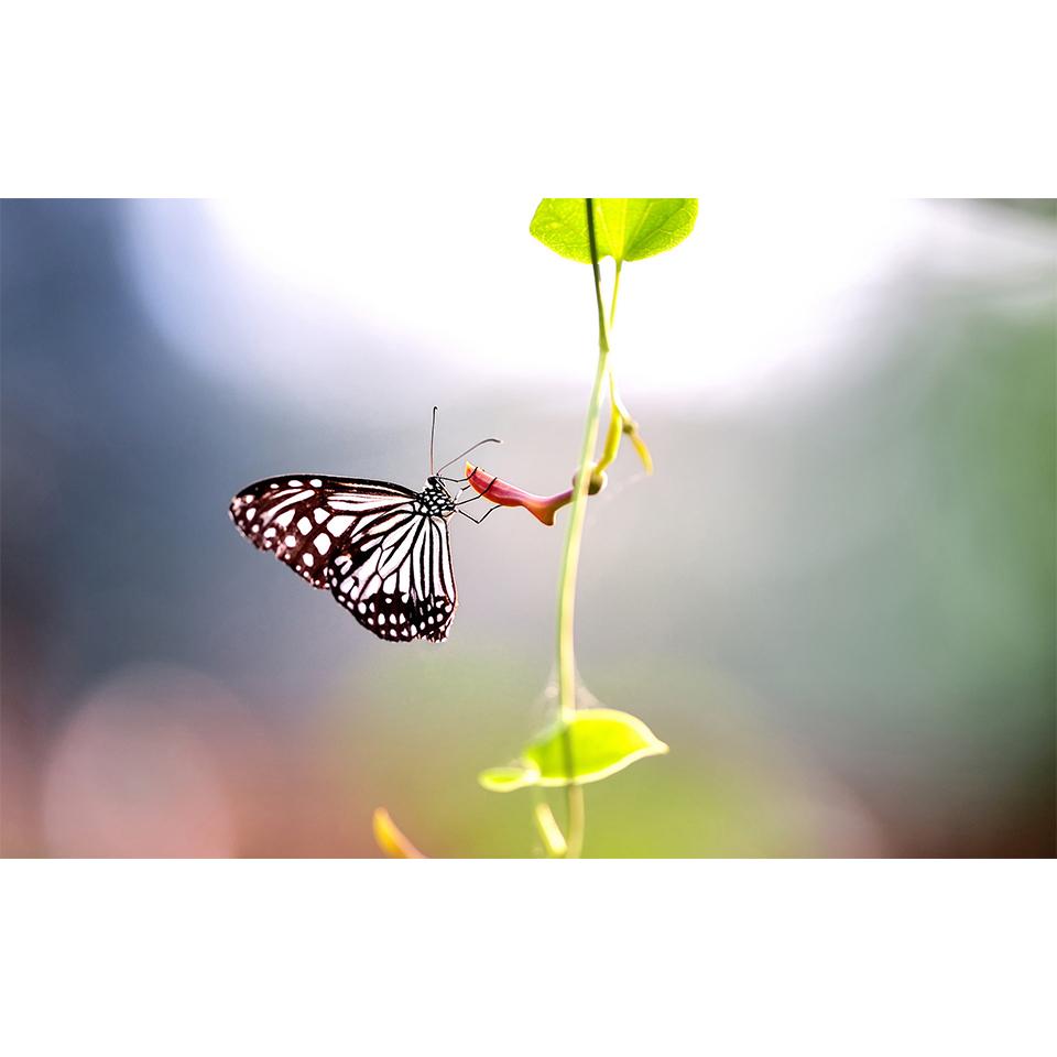 5D DIY Flowers Diamond Painting Rhinestone Landscape Picture Full Diamond Embroidery Mosaic Home Decor Gift Cross Stitch Kit