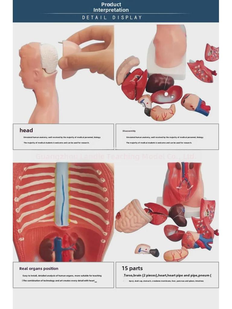 High-End 28CM Human Heart and Anatomy Model with 26CM Trunk