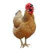 Chicken Helmet Protective Hat for Pets: Funny Headband for Chickens, Hamsters, and Small Birds