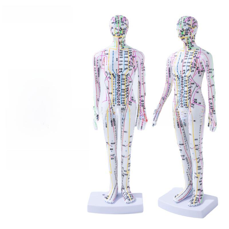 

35см Міні Меридіанна Акупунктурна Модель - Традиційна Китайська Медицина