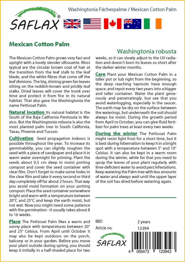 SAFLAX Mexikói gyapotpálma - 12 mag - cserepes szubsztrátummal a jobb termesztés érdekében - Washingtonia robusta