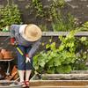   Gardening Weeder With Detachable Stainless Components Standing Operation Reduces Back Strain During Use