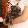French Bulldog Plush Toy Cartoon Dog Soft Stuffed Animal Gift For Children