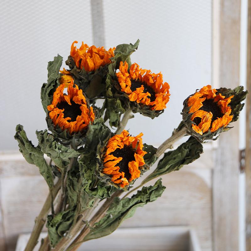 Sunflower Teddy Dried Flower Bouquet - Yunnan Natural Air-Dried Arrangement for Living Room Decor