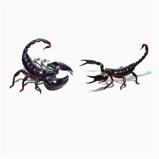 

Водонепроницаемая 3D наклейка насекомых 02