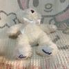 [USED] Used Canal 4℃ Teddy Bear Plush Toy with Music Box