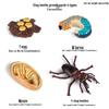 Mini Animal Growth Cycle Toys: Butterfly, Rooster, Ant, Frog, Sea Turtle, Dragonfly
