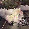 Dog Fairy Wings Light Up Butterfly Wings Pet Costume Embroidered Butterfly Wings with Lights for Parties
