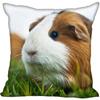 Living Room Pillowcase Guinea Pig   Modern Home