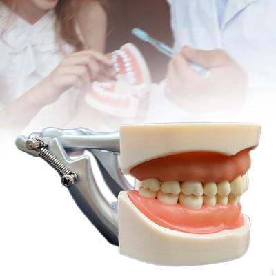 Material de estudio de modelos de dientes estándar para la educación infantil en odontología.