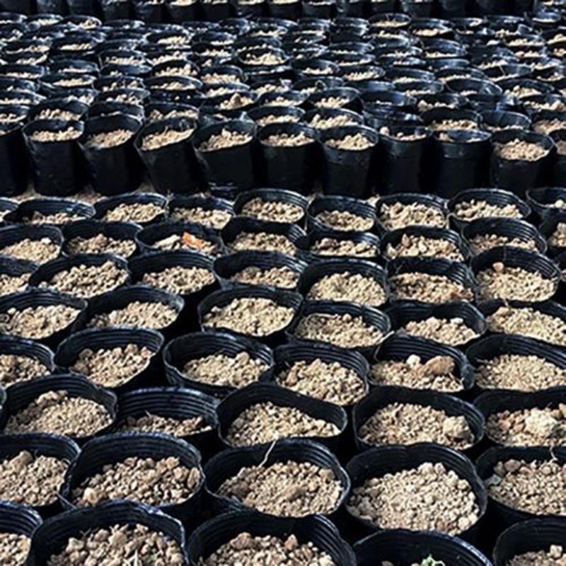 Recipientes para Plantas de Jardim Pacote de 100 unidades Preto com Design Oco no Fundo