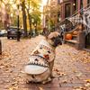 Warm Halloween Pet Sweater Knitwear Cat Turtleneck Sweater Knit Pullover  Autumn Winter