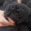 Luxurious Double-Layer Rabbit Fur Blanket: Otter-Soft Plush, Versatile Sofa Throw