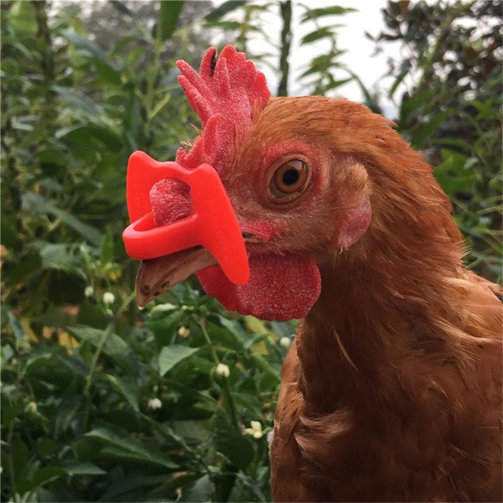50 Pcs S/L/M Plastic No Bolt Chicken Glasses Chicken Pigeon Pheasant Anti-pecking Glasses Poultry Supplies