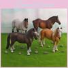 Pvc Wild Animal Horse Model With Realistic Detail For Kids Collectors