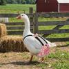 Adjustable Duck Diapers Reusable Chicken Physiological Pants Creative Poultry Nappy  Pet Supplies