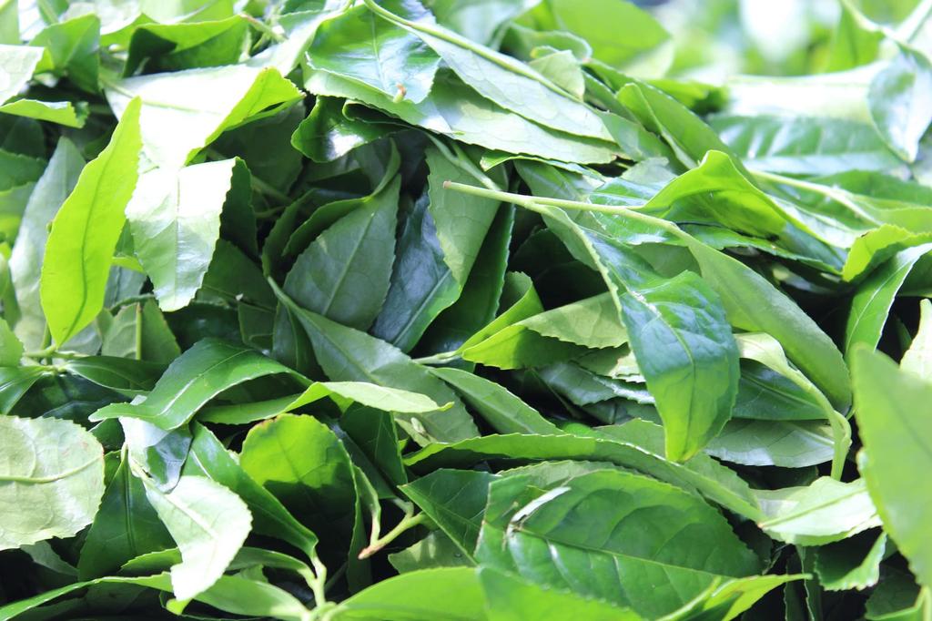 Akahori Shoten Shizuoka Organic Green Tea 50g x 3 packs Powder,