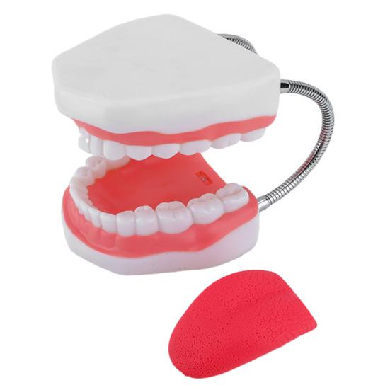 6X Enlarged Dental Teaching Model with Tongue Removable Teeth for Brushing
