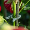 100PCS New Green Garden Plant Clips Plastic Ring Bundle Vertical Plant Holder Vine Holder Plant Clamp For Vegetable Growing