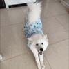 Cartoon Dog Cute Vest Top Rabbit Cat Thin Clothes Pet Sun Protection Clothing  For Dogs Puppy Cats