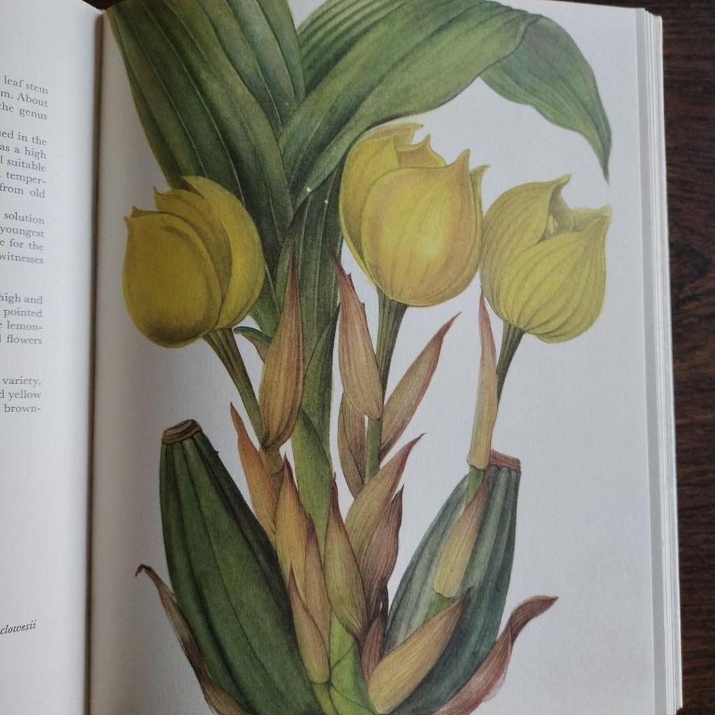 [USED] Orchids English Version