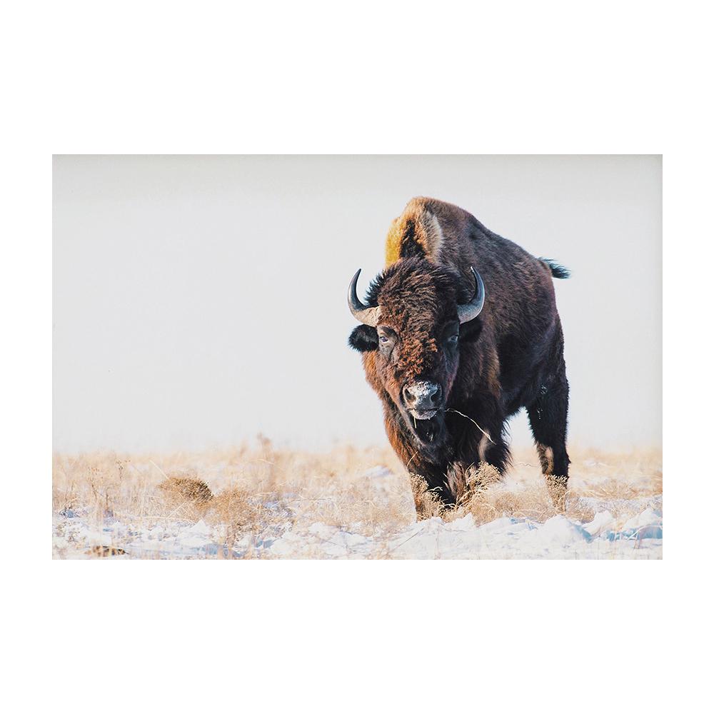 

Американский бизон дикой природы фото холст печать настенный художественный постер зимний природный пейзаж животное картина для гостиной домашний декор 21x30cm No Framed
