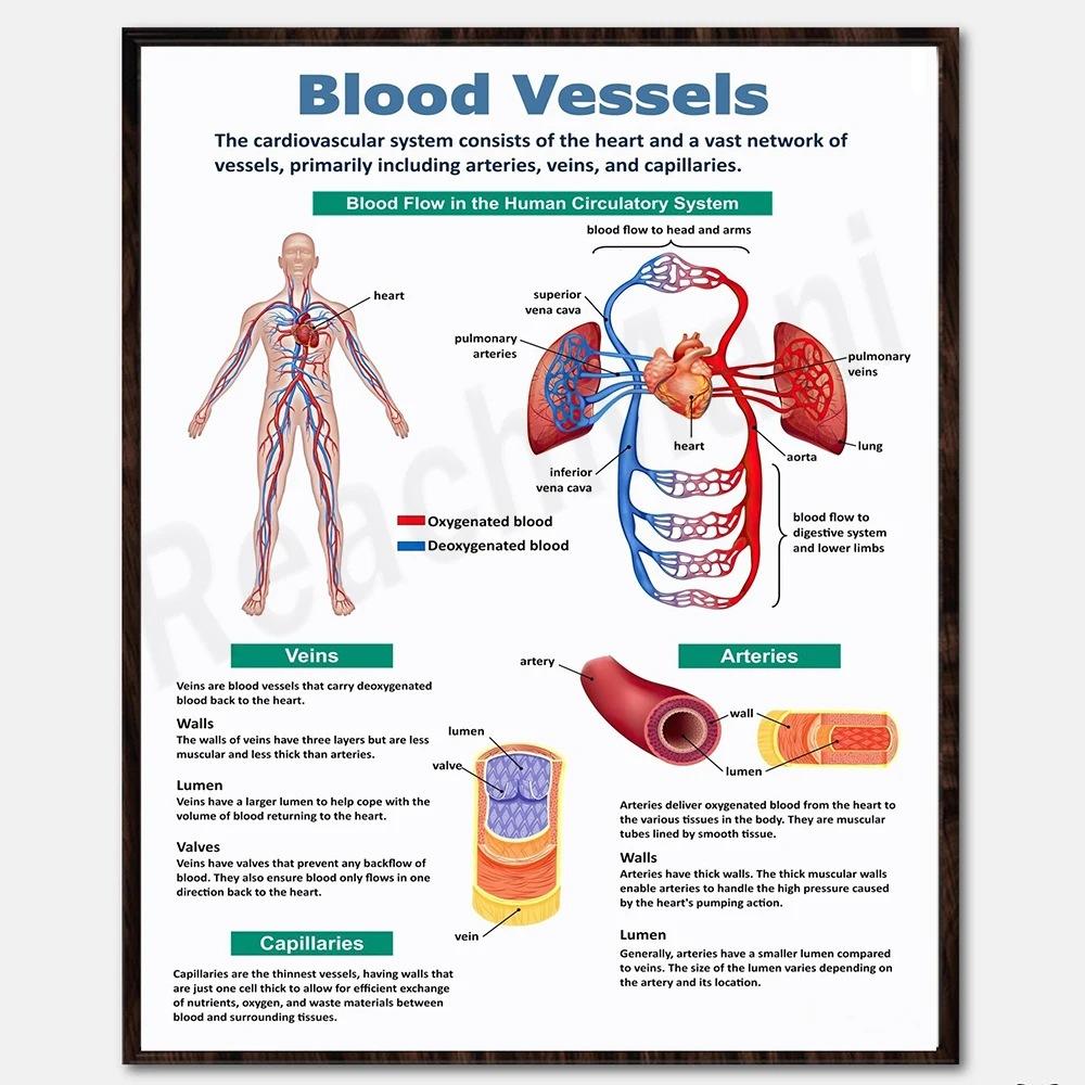 [Print Painting] Unframed Biology Posters - Human Anatomy, Vital Organs One Size