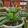 Exttlliy Plastic Arcuated DIY Plant Support Garden Climbing- Flower 4Pcs