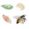 Cycle Teaching Material Life Cycle Figurine Simulation Animals Action Figures Growth Cycle Model