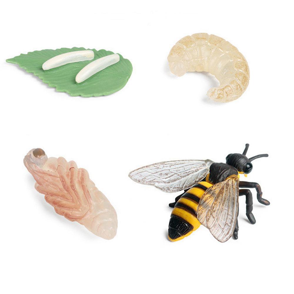 Cycle Teaching Material Life Cycle Figurine Simulation Animals Action Figures Growth Cycle Model