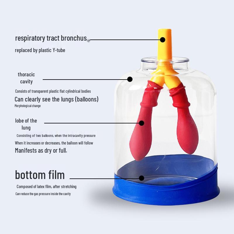 Lung Breathing Simulator: Diaphragm Model for Gas Exchange Physics Experiments