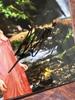 [USED] Airi Kijima Autographed Photo Limited Edition