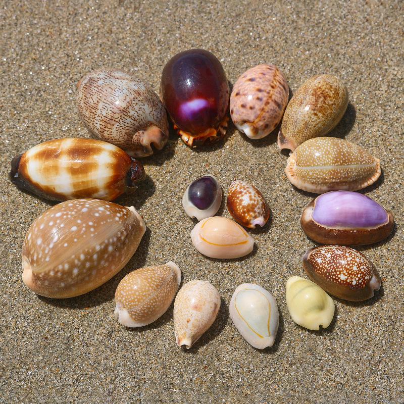 Handmade Natural Seashell Conch & Starfish Frame for DIY Fish Tank or Landscaping