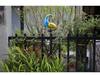 Solar Peacock Light: Waterproof Wrought Iron Garden Ornament for Lawn and Courtyard.