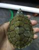 Mississippi Map Turtle Hatchlings - Outdoor Pond Pets, Small Deep Water Turtles, Internet Favorites