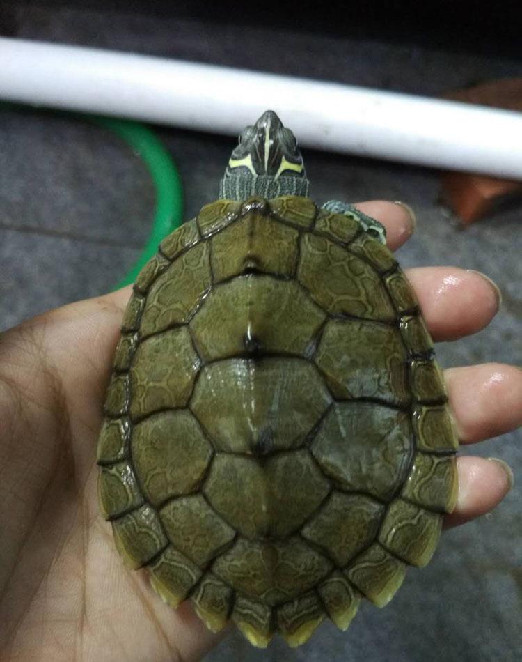 Mississippi Map Turtle Hatchlings - Outdoor Pond Pets, Small Deep Water Turtles, Internet Favorites