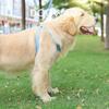 Colorful Harness Dog Walking Leash