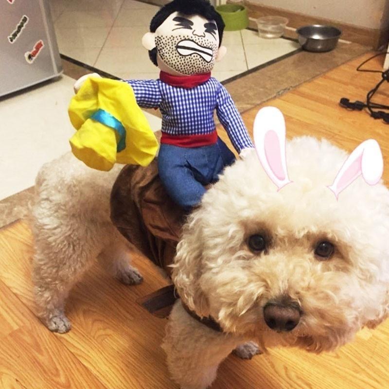 small dog cowboy hat