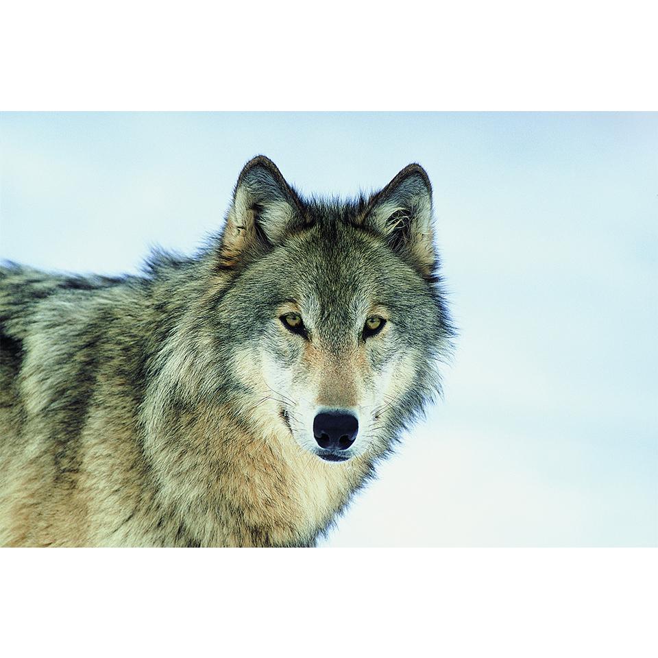 

5D DIY алмазная живопись животные горный хрусталь фотографии полная алмазная вышивка волк в снегу мозаика комплект для вышивки крестом домашний декор Full Round 20x30CM