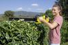 KARCHER Hedge Trimmer HGE Set Yellow 18-50 3.137-126.0 Black,