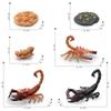 Simulated Insect Growth Cycle Model Toy 4-Piece Set Scorpion Growth Transformation Process Animal Static Ornament